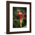thumbnail image 1 of Indian Pink in flower, Spigelia marilandica, Florida wildflower, Botanical Framed Art Print Wall Art by Maresa Pryor Sold by Art.Com, 1 of 5