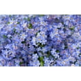thumbnail image 5 of 500 Blue FORGET ME NOT Myosotis Sylvatica Shade or Sun Perennial Flower Seeds, 5 of 9