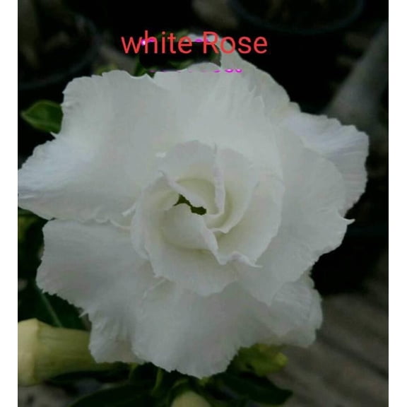 8 White Desert Rose Seeds