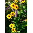 thumbnail image 2 of Hausenflock, Alan 13x18 Gold Ornate Wood Framed with Double Matting Museum Art Print Titled - Summer Glory II, 2 of 4