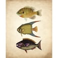 thumbnail image 3 of Kimberly, Allen 15x18 Black Modern Framed Museum Art Print Titled - Fish A, 3 of 5
