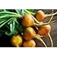 thumbnail image 3 of Golden Detroit - Beet Seeds, 3 of 3