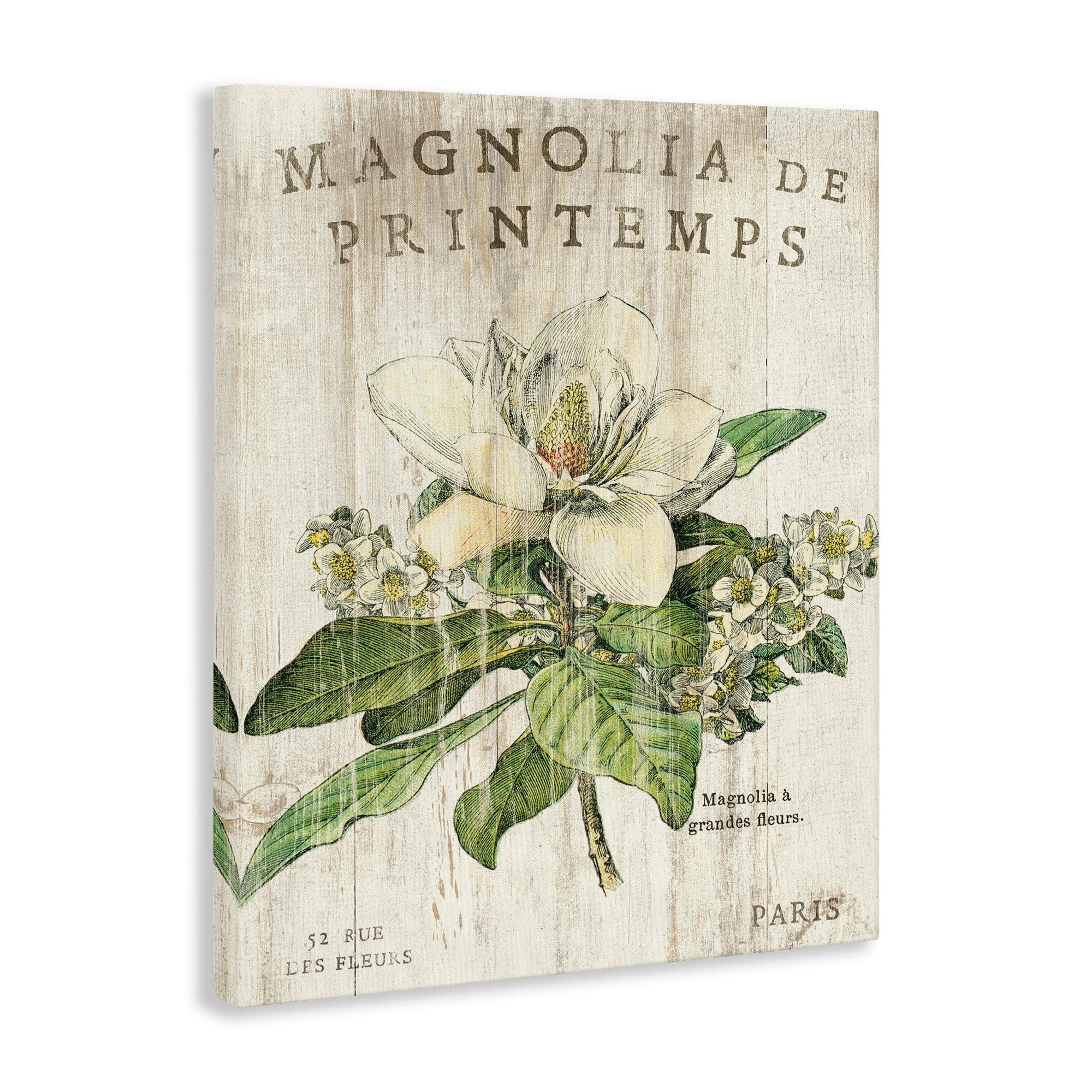 Stupell Industries French Magnolias In Spring Canvas Wall Art