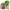 A004-Brown-Maui, variant on Jurebecia Moana 2 Movie Maui Dress Up Cosplay Cartoon Costume Role Play for Little Boys Long Sleeve Clothes with Leaf Skirts Birthday Party Outfit 120 CM 5-6 Years