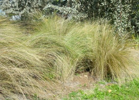 Sand Cord Grass I 3 Large Gallon Size Plants I Spartina Bakeri I Live Plants, Salt-Tolerant Native Grass for Wetlands, Erosion Control, and Coastal Landscaping