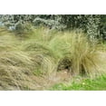thumbnail image 5 of Sand Cord Grass I 3 Large Gallon Size Plants I Spartina Bakeri I Live Plants, Salt-Tolerant Native Grass for Wetlands, Erosion Control, and Coastal Landscaping, 5 of 5