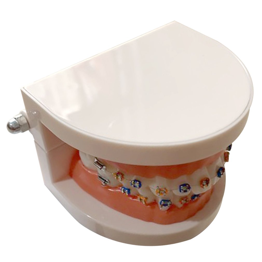 Portable Tooth Model Dental Materials Orthodontic Model Dental