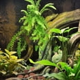 thumbnail image 5 of KAKOWELY 1 Bag Reptile Bark Bedding Bark Chip Tree Bark Chips Decor Terrarium Tree Bark Chips Decor,2.36"X1.18"X0.39", 5 of 5