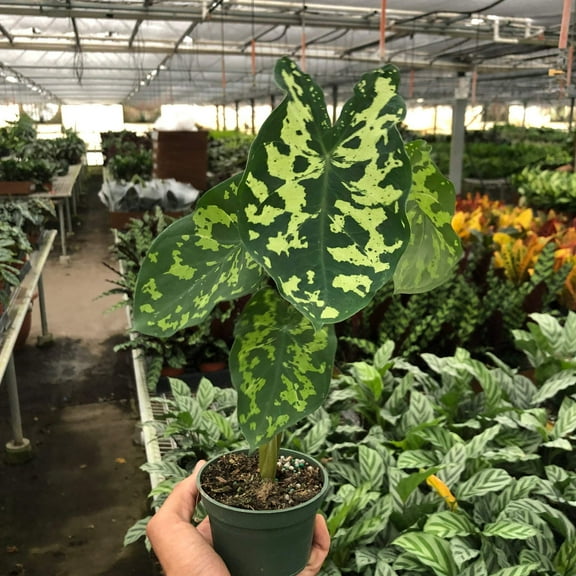 Alocasia 'Hilo Beauty', 4" Pot, Indoor Houseplant, Easy Care, Live Plant for Indoor & Outdoor