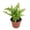 1 Plant, variant on Boston Fern Plant - 1 Live Starter Plant - Nephrolepis Exaltata - Beautiful Indoor Air Purifying Fern