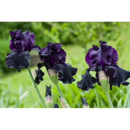 Iris Wall Fixture - Purple Irises in Bloom Photo Print Poster Poster Wall Art