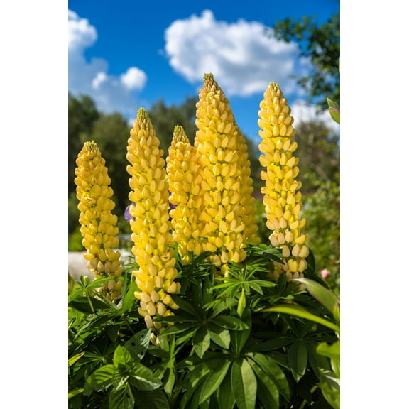 50 GOLDEN LUPINE Lupinus Densiflorus Yellow Hummingbird Flower Seeds