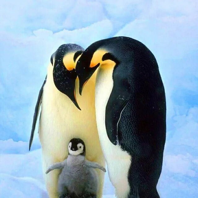 HOMFUN-pintura de diamante redondo/cuadrado completa, cuadro artesanal 5D, punto de cruz bordado 3D de "pingüino de hielo", regalo para decoración del hogar
