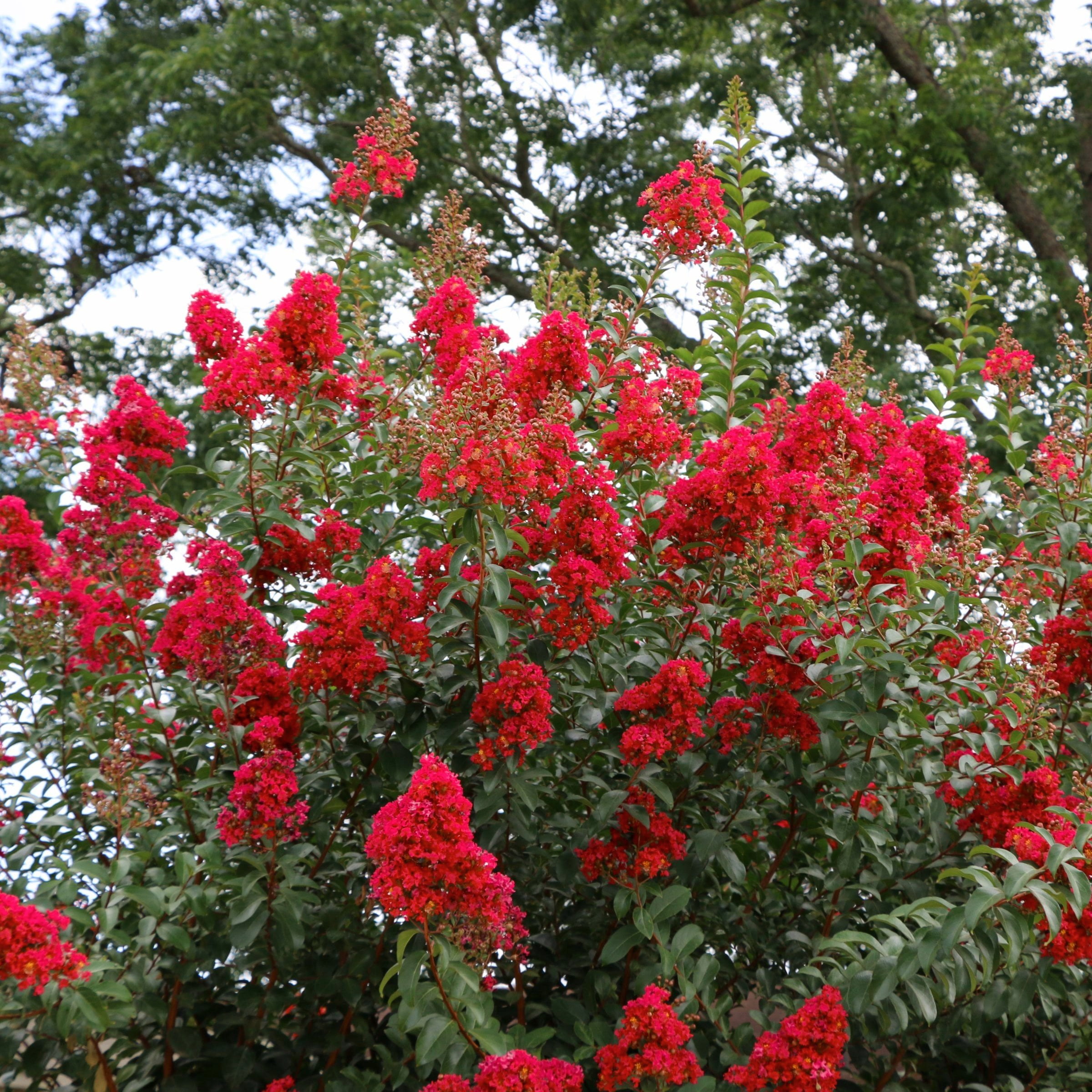 3 gal. Crape Myrtle Miss Frances Shrub with Pink Flowers