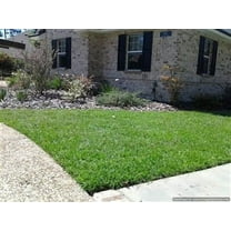 SeedRanch Centipede Grass Seed (Raw)  - 1 Lb.