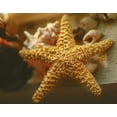 thumbnail image 2 of Philip Clayton-Thompson 24x20 Gallery Wrapped Canvas Wall Art Titled - Starfish I, 2 of 4