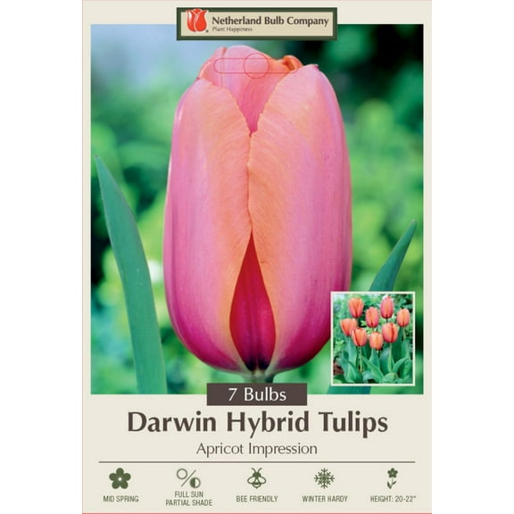 Apricot Impression Darwin Tulip - 12/  cm Bulbs -7 Bulbs