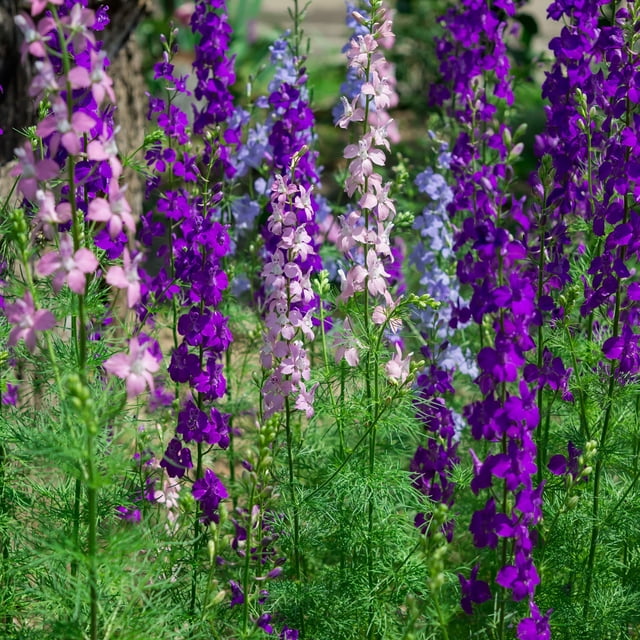 Outsidepride Delphinium Larkspur Fusée Fleurs Sauvages - 1 LB