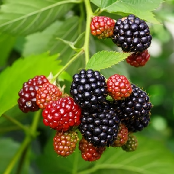 Set of 2 Sweetie Pie Blackberry Live Plants 4-6 Inch Tall, Sweet Edible Berry Bushes for Gardens