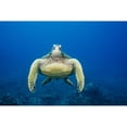 thumbnail image 2 of USA, Green Sea Turtle (Chelonia Mydas) Endangered Species; Hawaii Islands Poster Print (18 x 12), 2 of 4