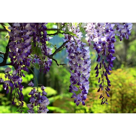 Wisteria Natural Hues Natural - LAMINATED POSTER String Summer Wisteria Landscape Swaying Natural Poster Print 24 x 36