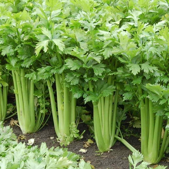 Honest Seed 2500 Tall Utah Celery Plant Seeds, Non-GMO