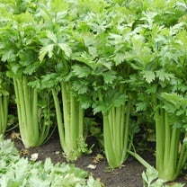 Honest Seed 2500 Tall Utah Celery Plant Seeds, Non-GMO