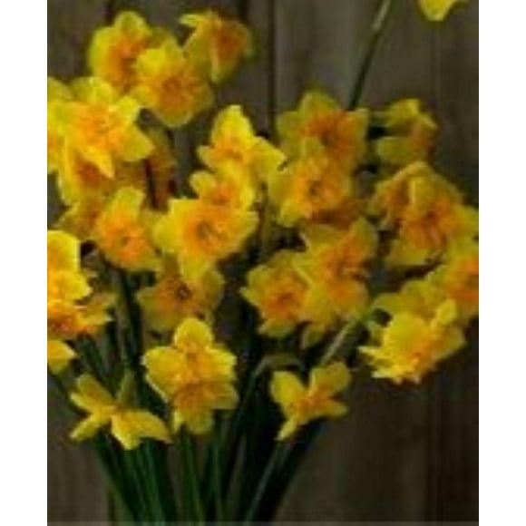 TASC Narcissus Flower Bulbs-Narcissus Jonquilla et Apodanthus (10 Ampoules)
