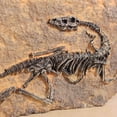 thumbnail image 4 of XINDAM Resin Dinosaur Fossil Statue Model Simulated Skeleton Home Office Display Decorative Craft Box Decoration (Style 1), 4 of 4