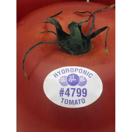 Hydroponic Tomato Print Wall Art By Wally