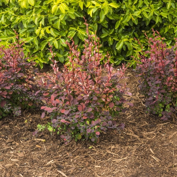 Rose Glow Barberry Deciduous Flowering Shrub, grown in a 2.25 Gallon Pot (1-pack)