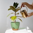 thumbnail image 3 of FIASON 5 Pack 6 Inch Green with Brown Self Watering Plant Pots, with Watering Lip, Drainage Holes & Removable Saucer, Small Planters for Indoor Outdoor Garden House Succulent Plants, 3 of 10