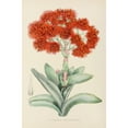 thumbnail image 2 of Illtyd Buller Pole-Evans 13x18 Gold Ornate Wood Frame and Double Matted Museum Art Print Titled - Crassula Fall (1921), 2 of 4