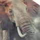 thumbnail image 3 of Balery Elephant in Smoke Gorra de béisbol de tamaño ajustable para correr, entrenar y actividades al aire libre. Gorra de papá para todas las estaciones., 3 of 6