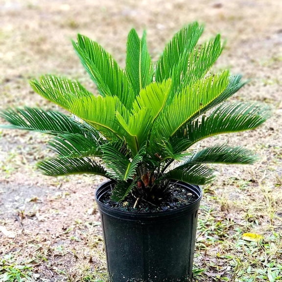 Sago Palm-Cycas revoluta-Indoor and outdoor plant  10" Pot