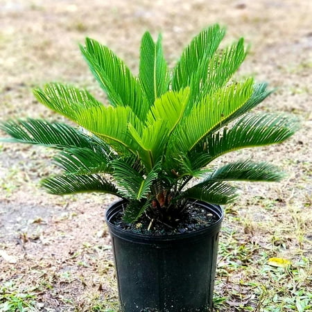 Sago Palm-Cycas revoluta-Indoor and outdoor plant 10" Pot