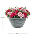 thumbnail image 4 of Expert Gardener 3QT Multicolor Dianthus Live Perennial Plant Decorative Pot Sun, 4 of 7