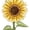 Green Yellow, variant on REGALWOVEN Sunflower Design Height Measurement Ruler, Self-adhesive Height Measure Mural for Teens Baby Bedroom Green Yellow 57.4 x 17.7 Inch