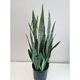 thumbnail image 2 of 6" Sanseviera, 2 of 3