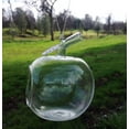 thumbnail image 2 of Apple Shaped Clear Glass Planter for Small Succulents, Air Plants or Rock Garden, 2 of 4