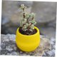 thumbnail image 3 of unbranded Maceta Decorativa De Resina Para Plantas Pequeñas Suculentas Y Cactus En El Hogar, 3 of 8