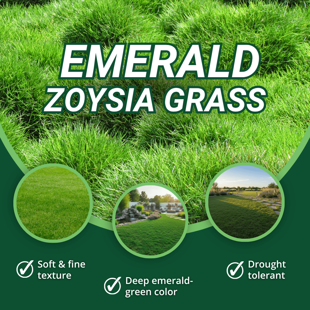 Pack of 10000 Emerald Zoysia Grass Seeds, Zoysia Grass Seeds for Lawn, Bulk Lawn Grasses Seed, Dense Green Grasses for Backyard and Patio