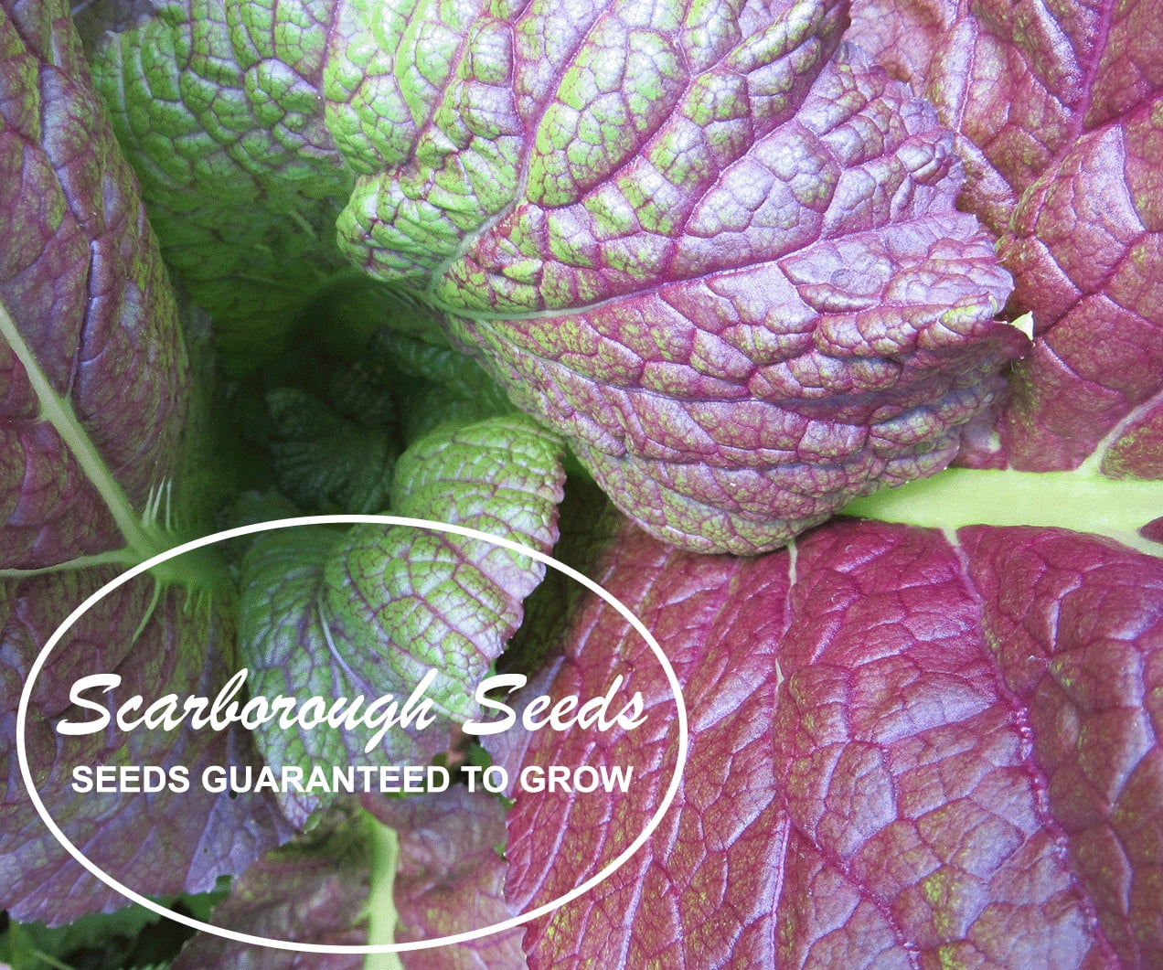 Scarborough Seeds Osaka Purple Mustard 500 SeedsOpen PollinatedNon