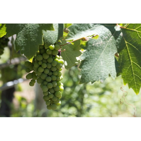 Canvas Print Red Wine Vine Bunch of Grapes Fruit Vineyard Parra Stretched Canvas 10 x