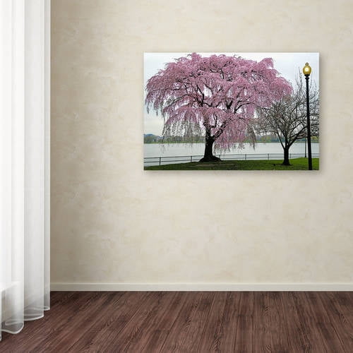 Trademark Fine Art "Cherry Tree" Canvas Art by CATeyes