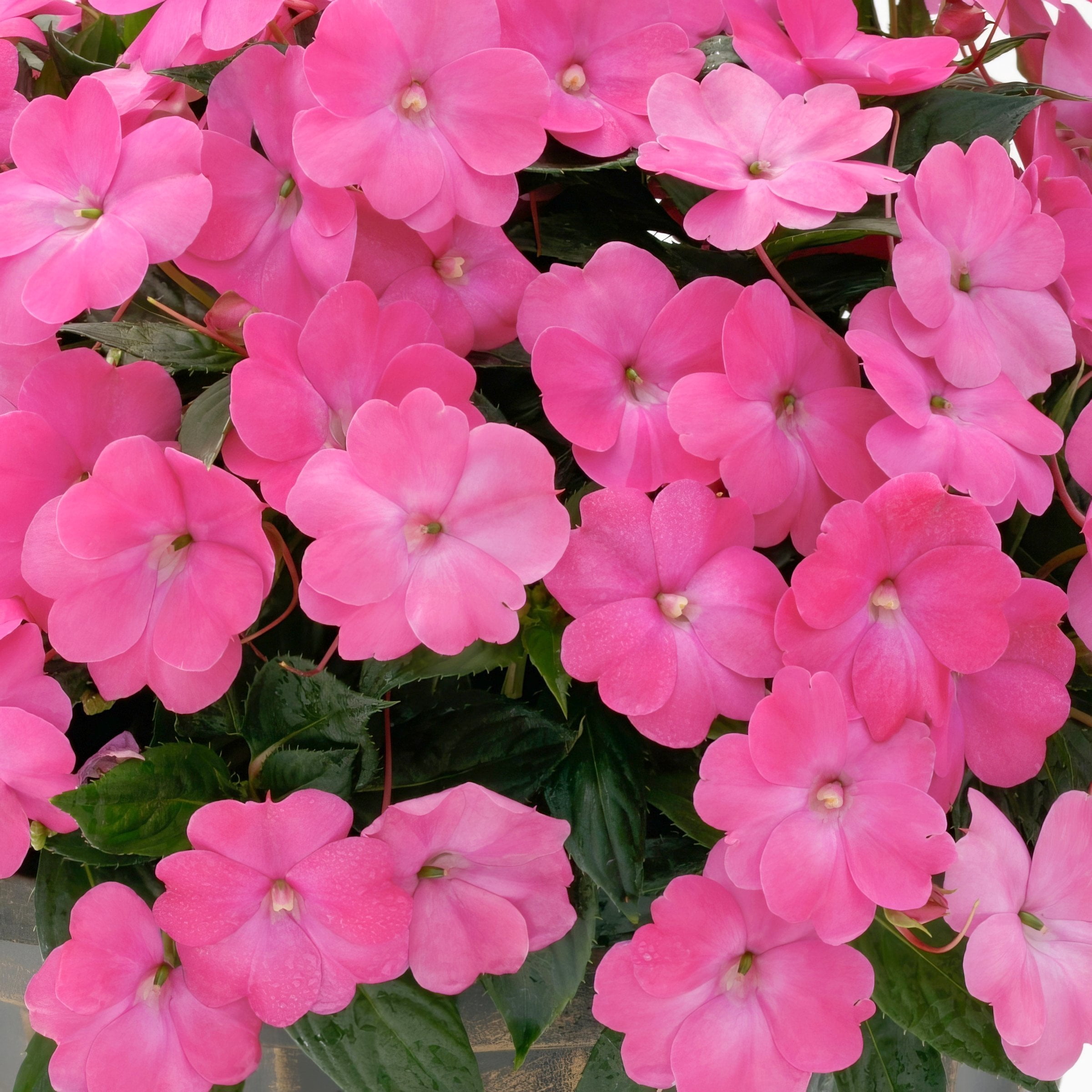 National Plant Network 4 in. SunPatiens Compact Happy Days Mix Impatiens (8-Pack)