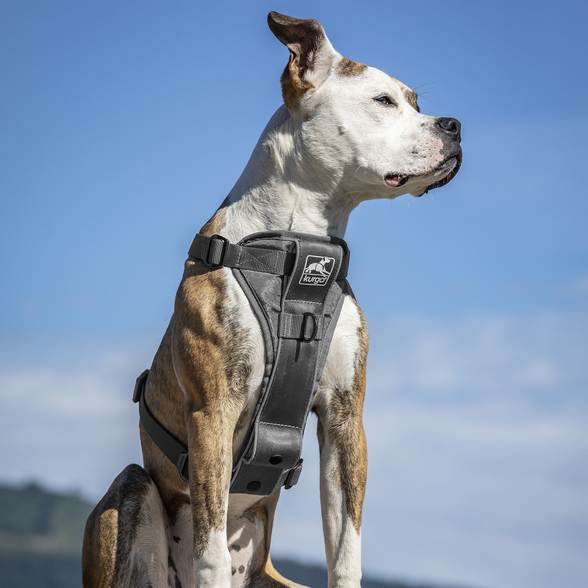 Kurgo Tru-Fit Smart Harness, Dog Harness, Pet Walking Harness, Quick Release Buckles, Front D-Ring for No Pull Training, Includes Dog Seat Belt Tether (Grey, Small)
