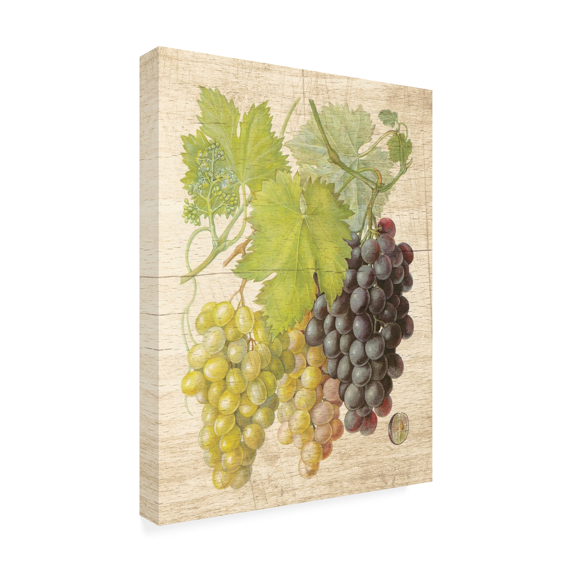 Trademark Fine Art 'Grapevine I' Canvas Art by Nobleworks Inc.