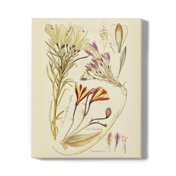 Antique Botanical Sketch V Wrapped Canvas -Vision Studio Designs,