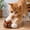 B, variant on Interactive Cat Toy with Realistic Meow Sounds, Touch Activated Self Play Plush Kitten Toy, Durable Bite Resistant Cat Plush Ball, Cats Head Balls Cats Teasing Stick Pet Supplies